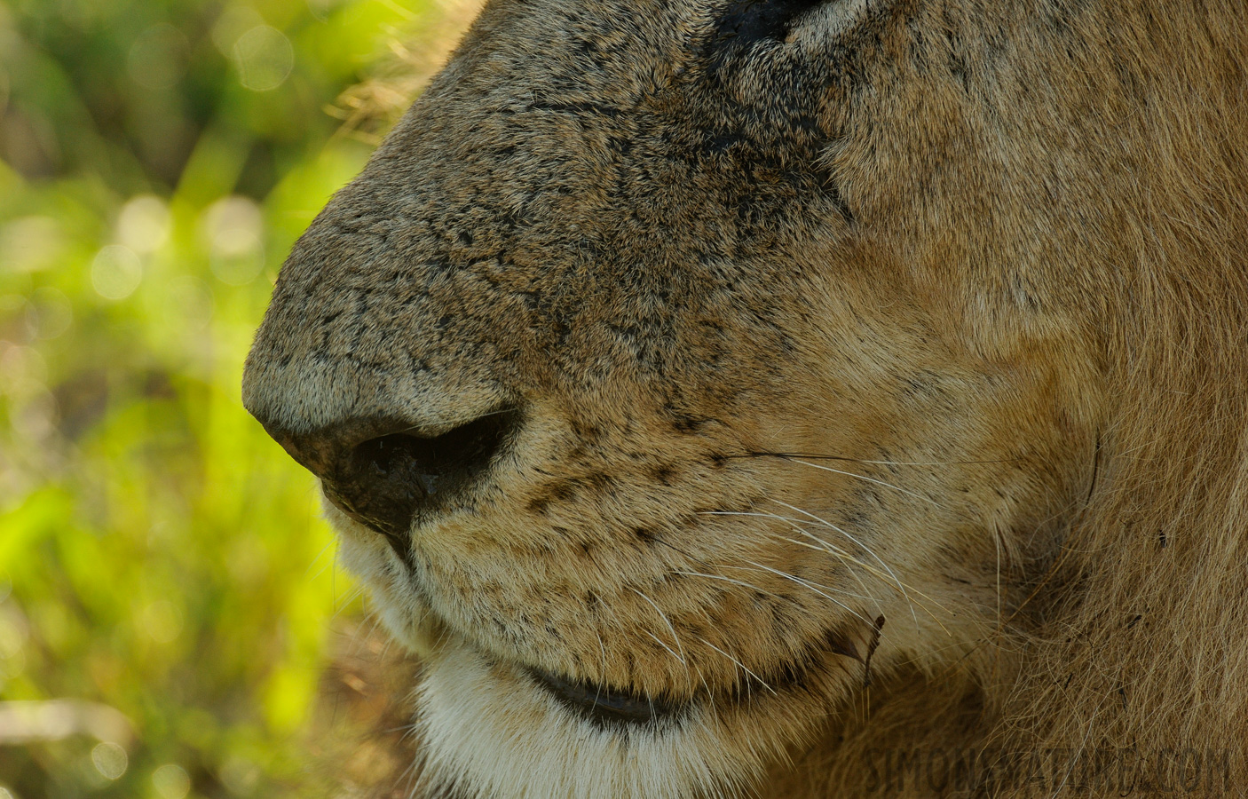 Panthera leo melanochaita [550 mm, 1/500 Sek. bei f / 8.0, ISO 1000]